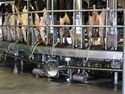 NDServices Milking Equipment